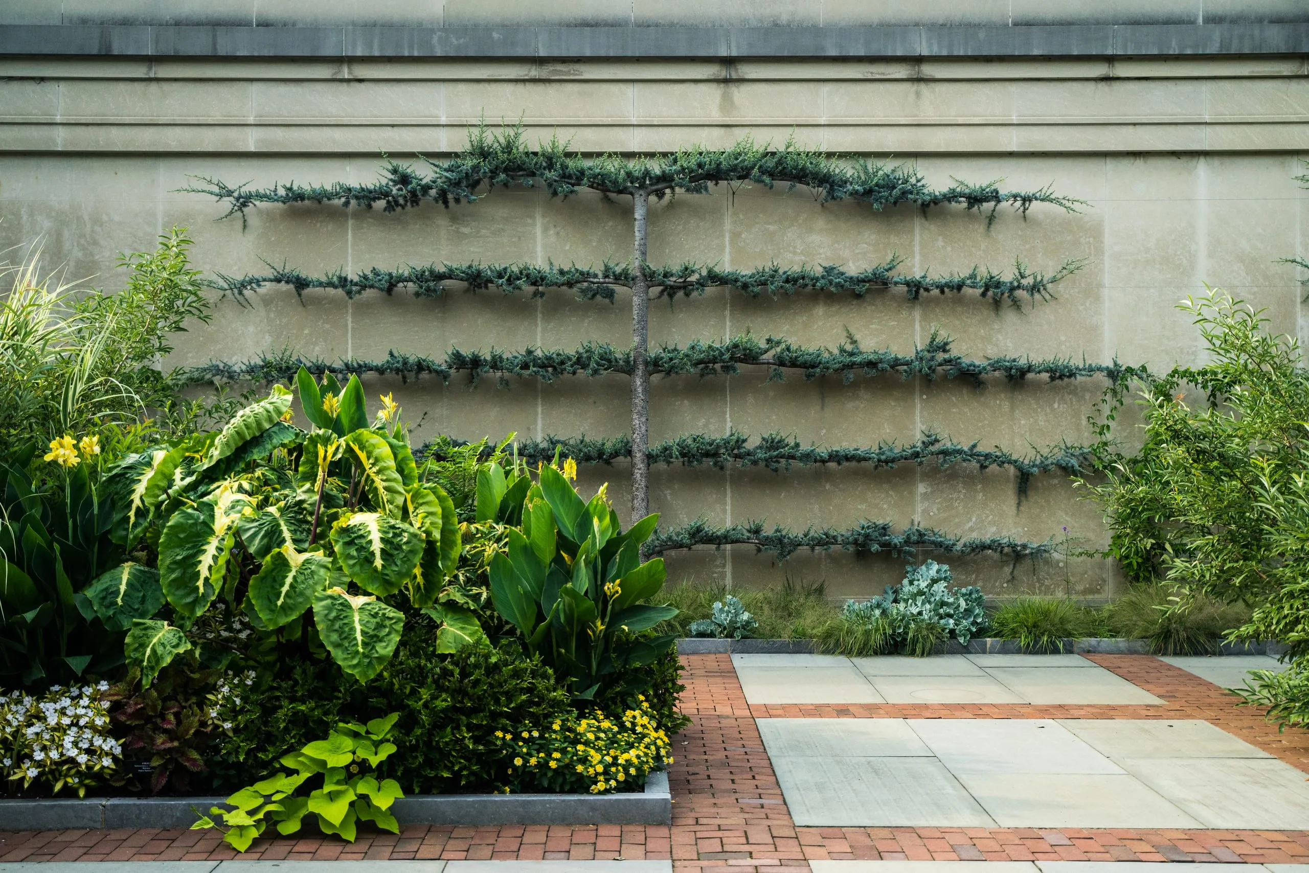 Espaliered vines trained flat across a stone wall above a lush planting bed at Longwood Gardens