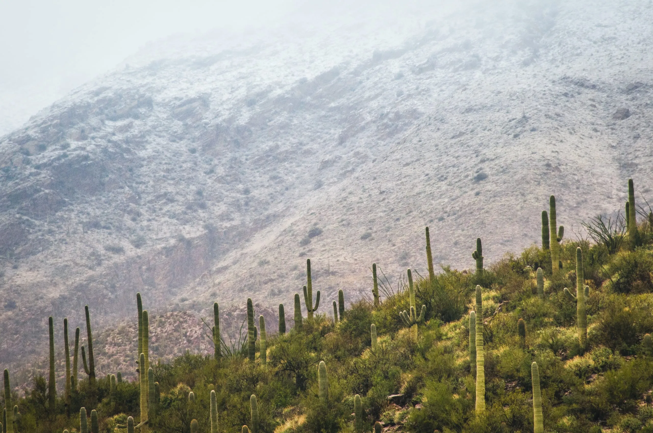 Saguaro cacti on a desert hillside dusted with snow and mist, Arizona
