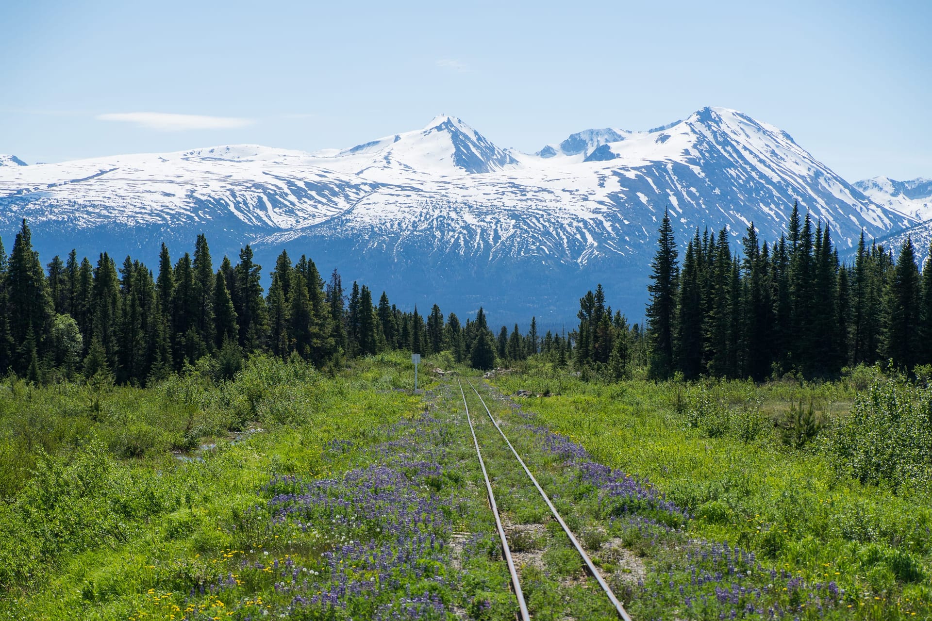 Rail tracks flanked by lupine leading into a snowy mountain range